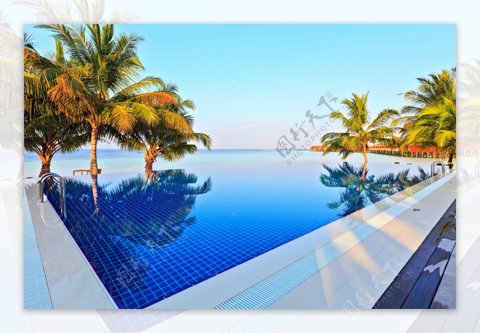 蓝天下的椰子树游泳池图片