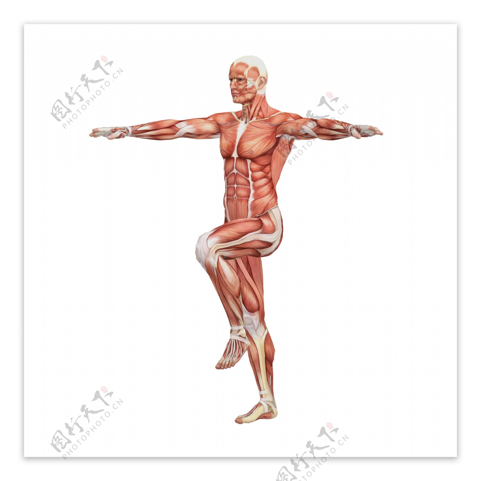 运动的男性人体肌肉组织图片