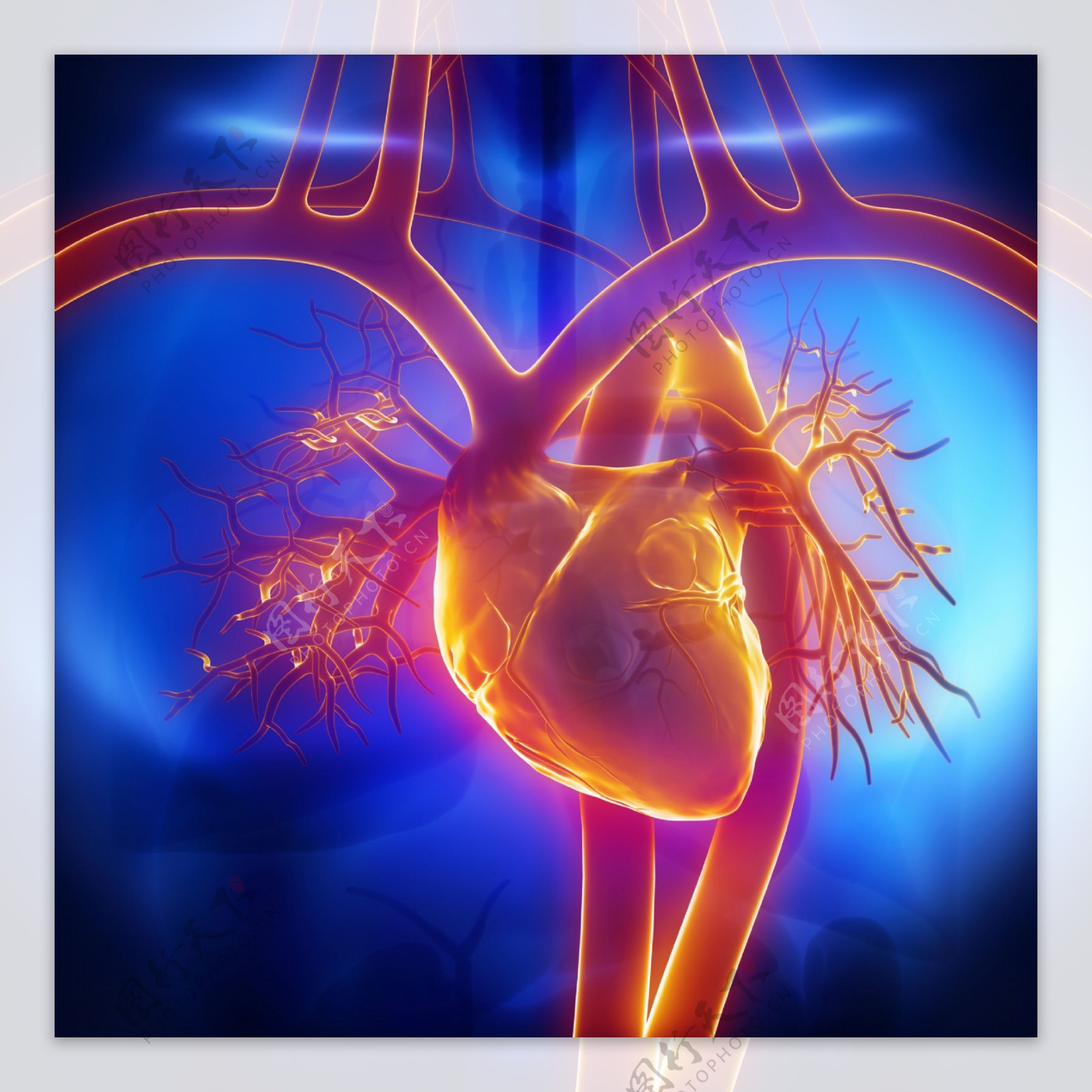心脏血管器官图片