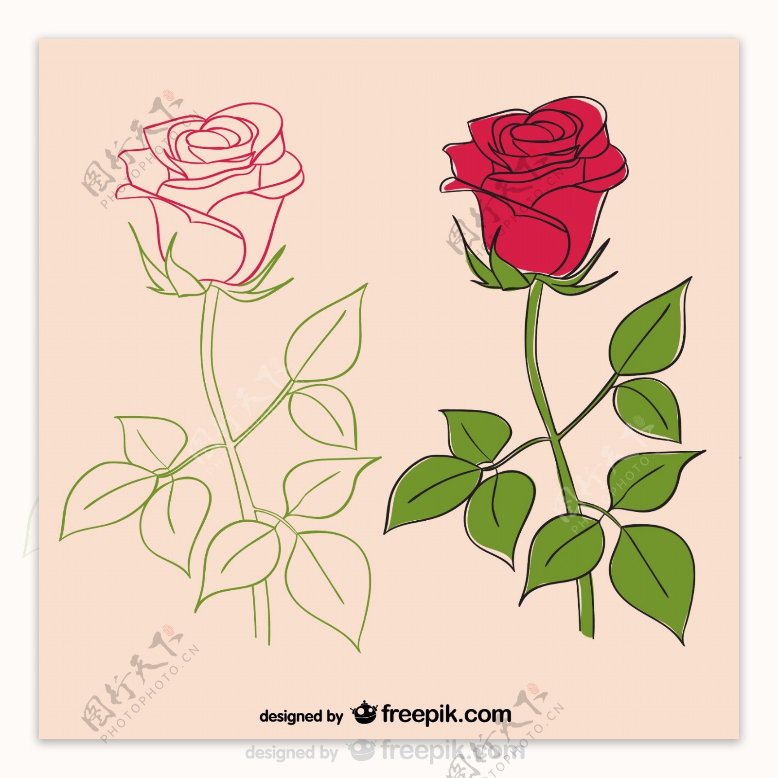 玫瑰插图