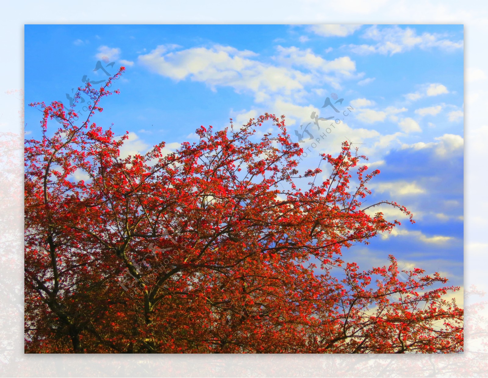 红色樱花树图片