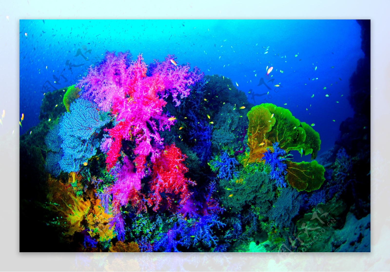 美丽海底珊瑚