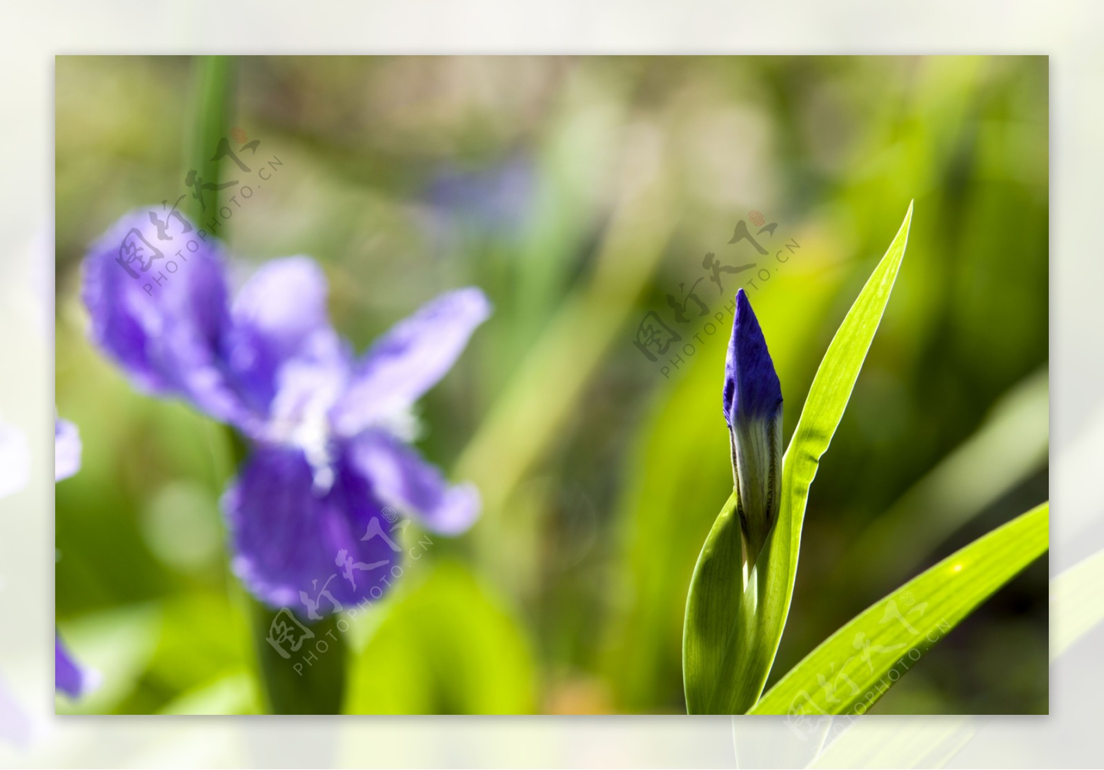 紫色鸢尾花卉