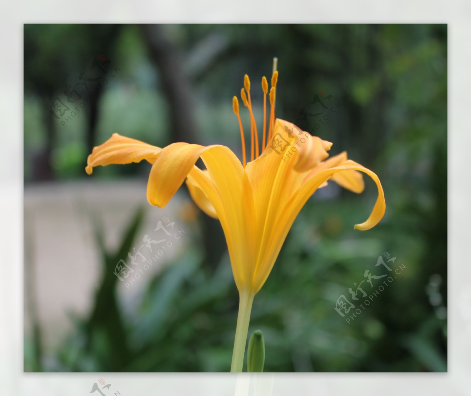 金黄色的萱草花花卉