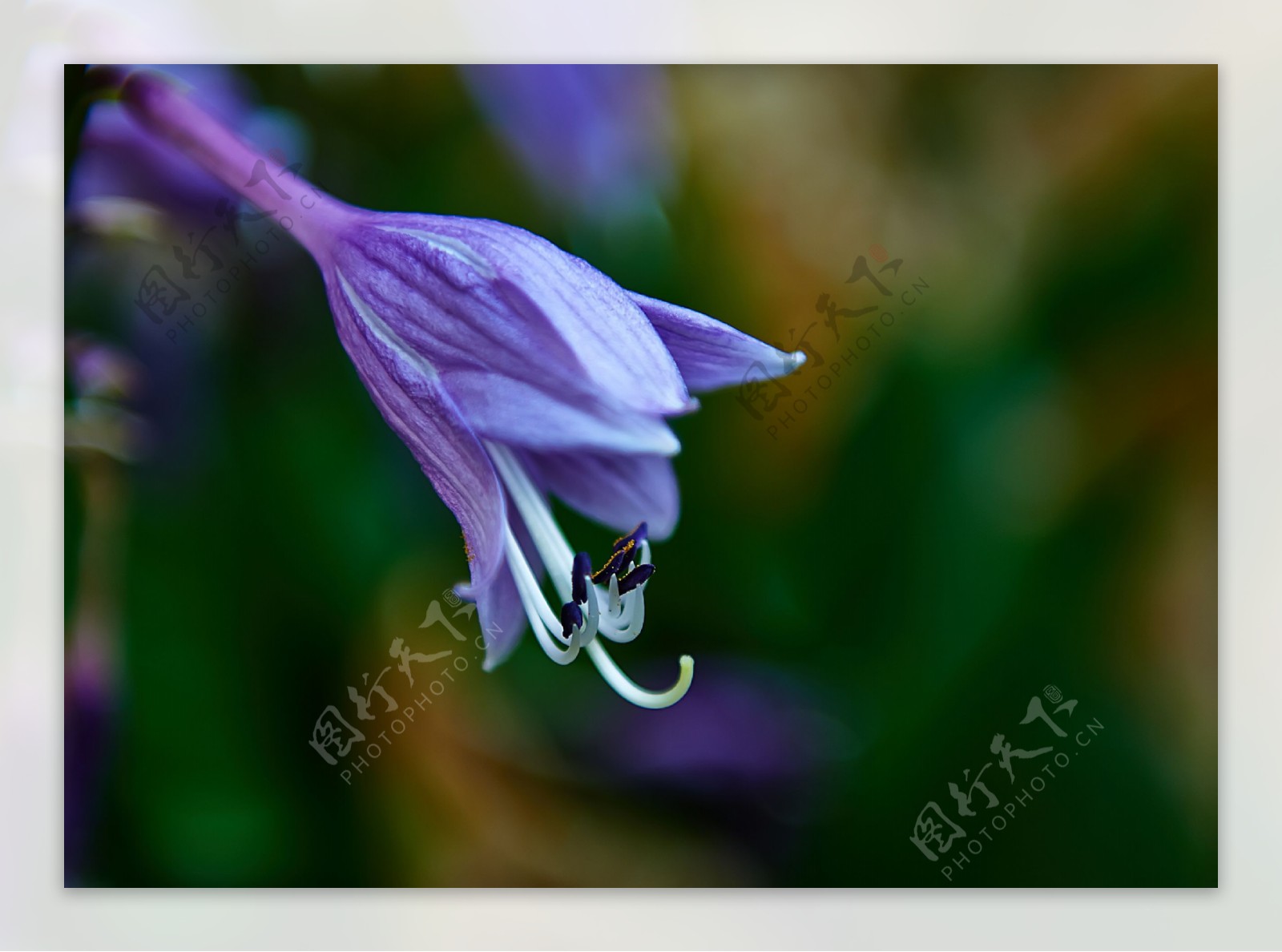 梦幻紫玉簪花卉