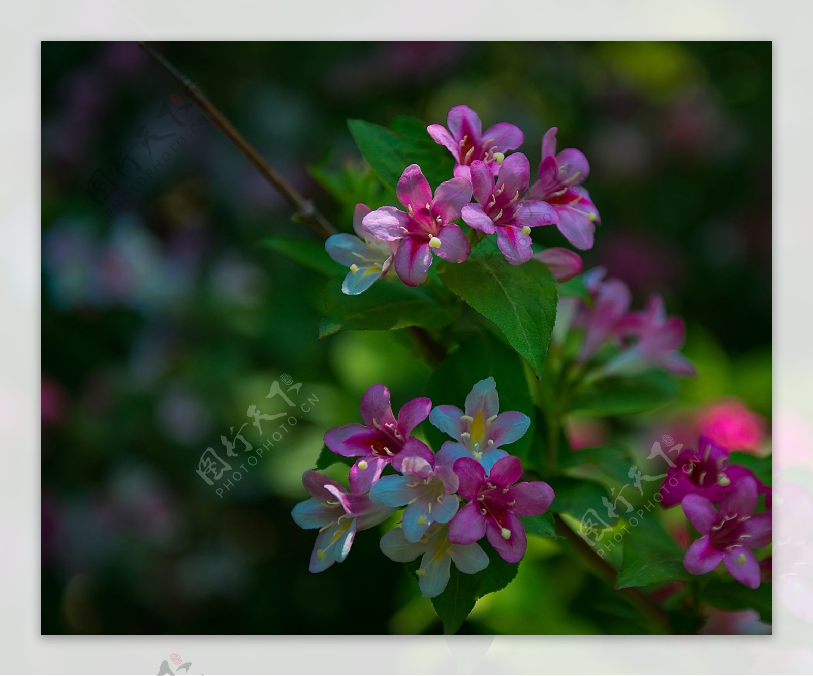 小巧锦带花