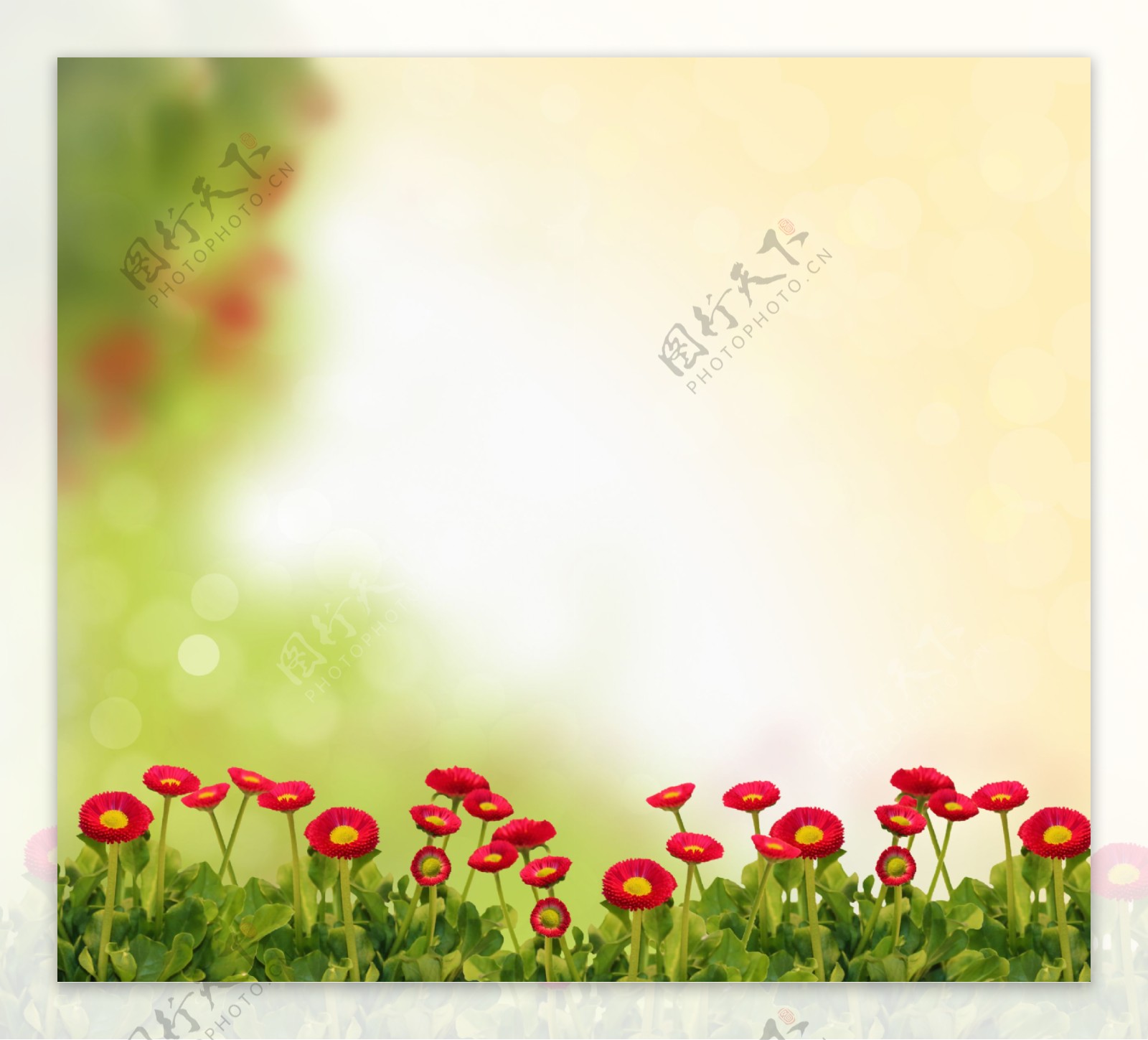 红色波丝菊背景图片