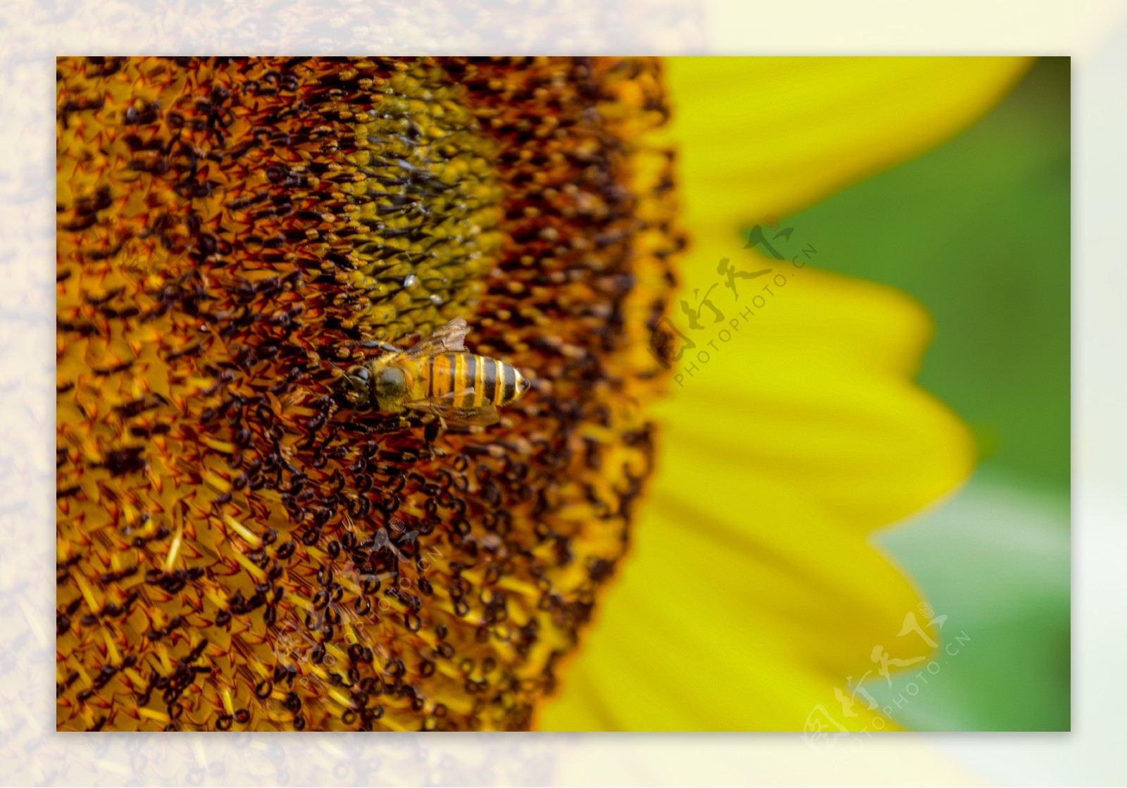 向日葵蜜蜂采蜜图片