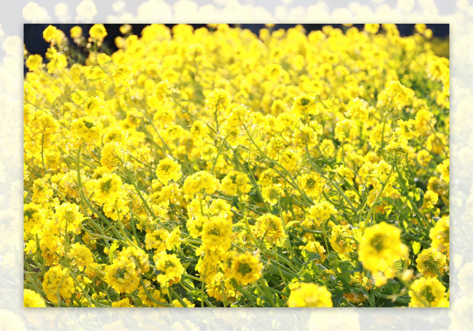 唯美黄色油菜花风景图片