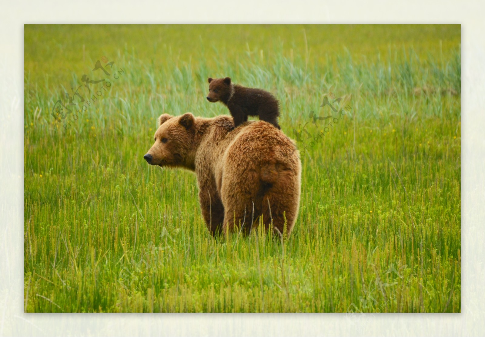 小熊站在大熊的背上