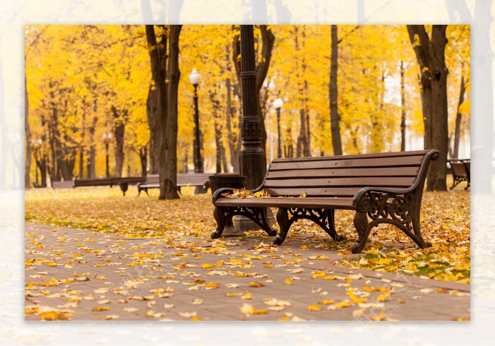 秋天树林里的椅子图片
