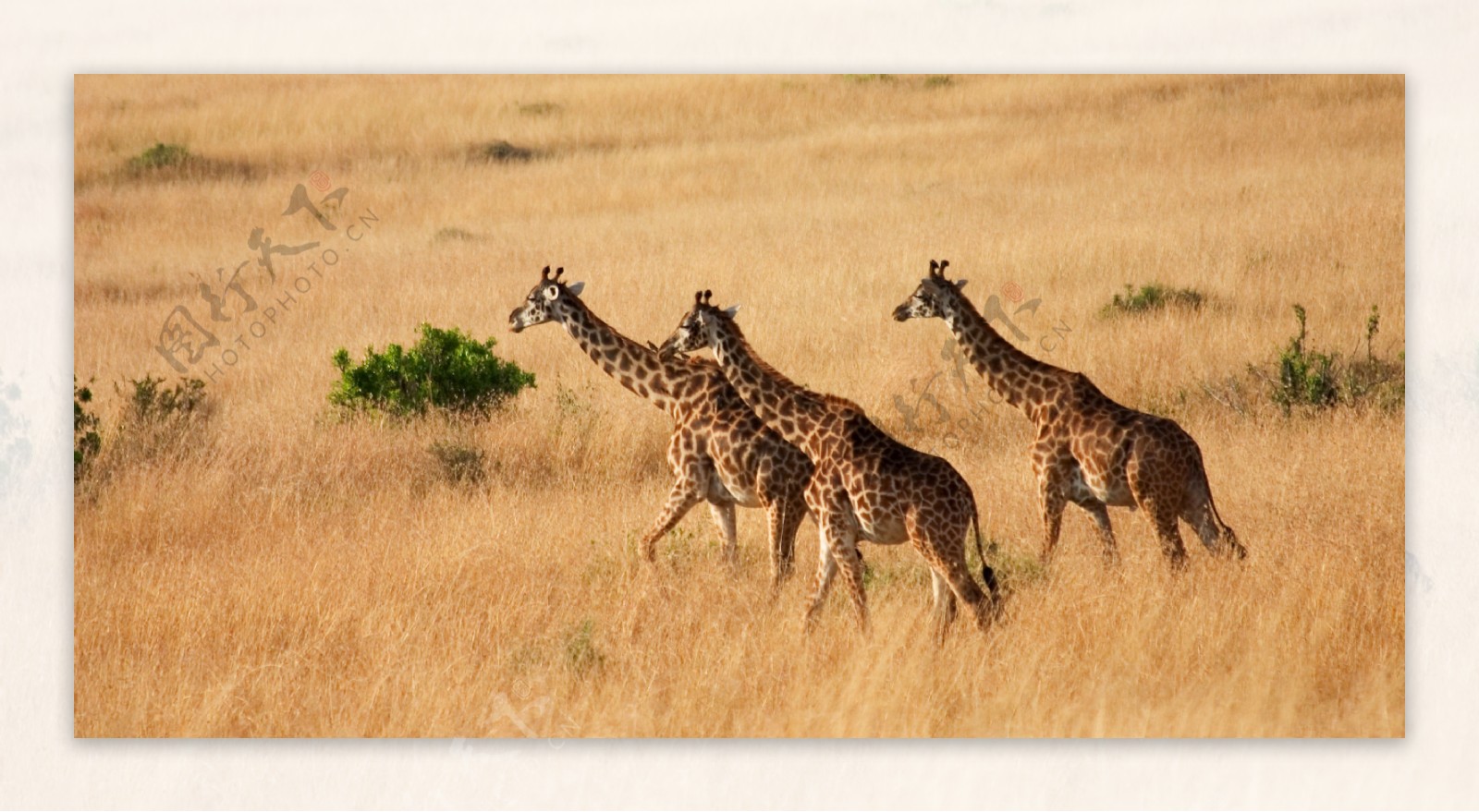 非洲草原上的长颈鹿