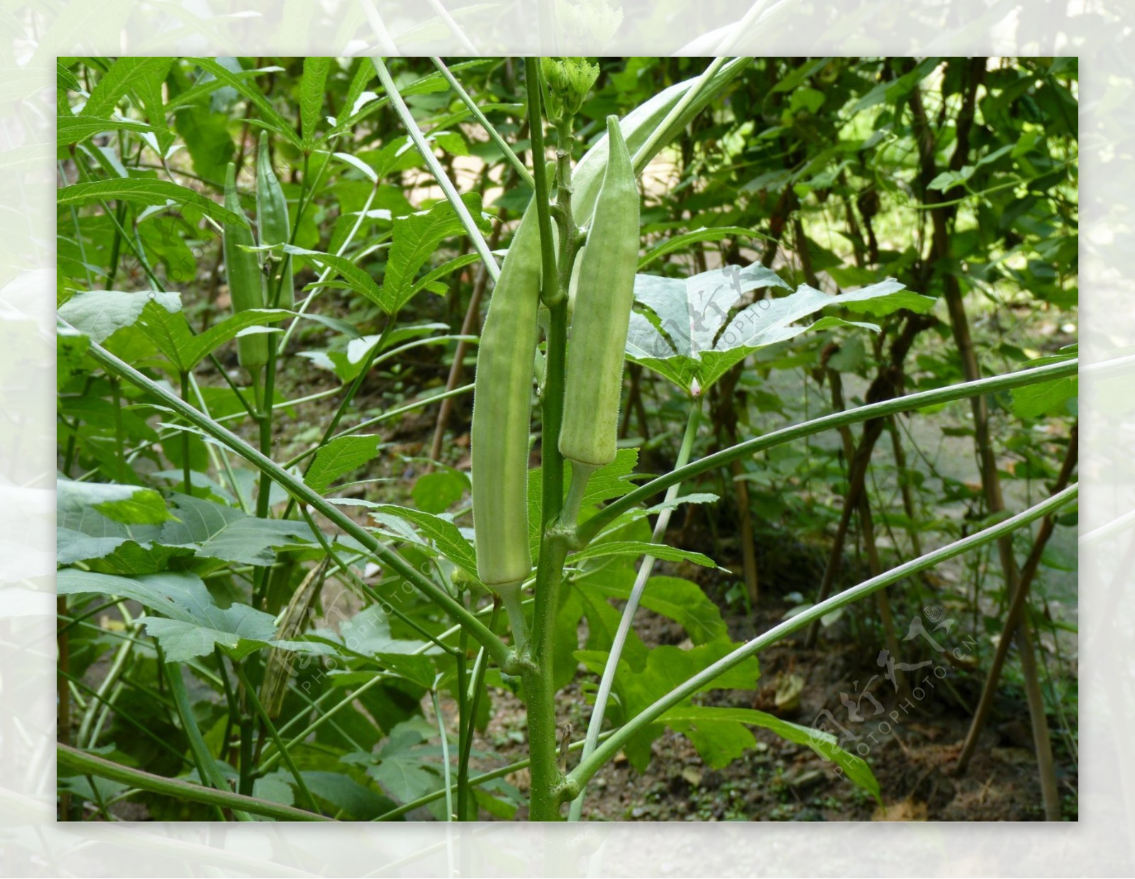 绿色秋葵植物图片