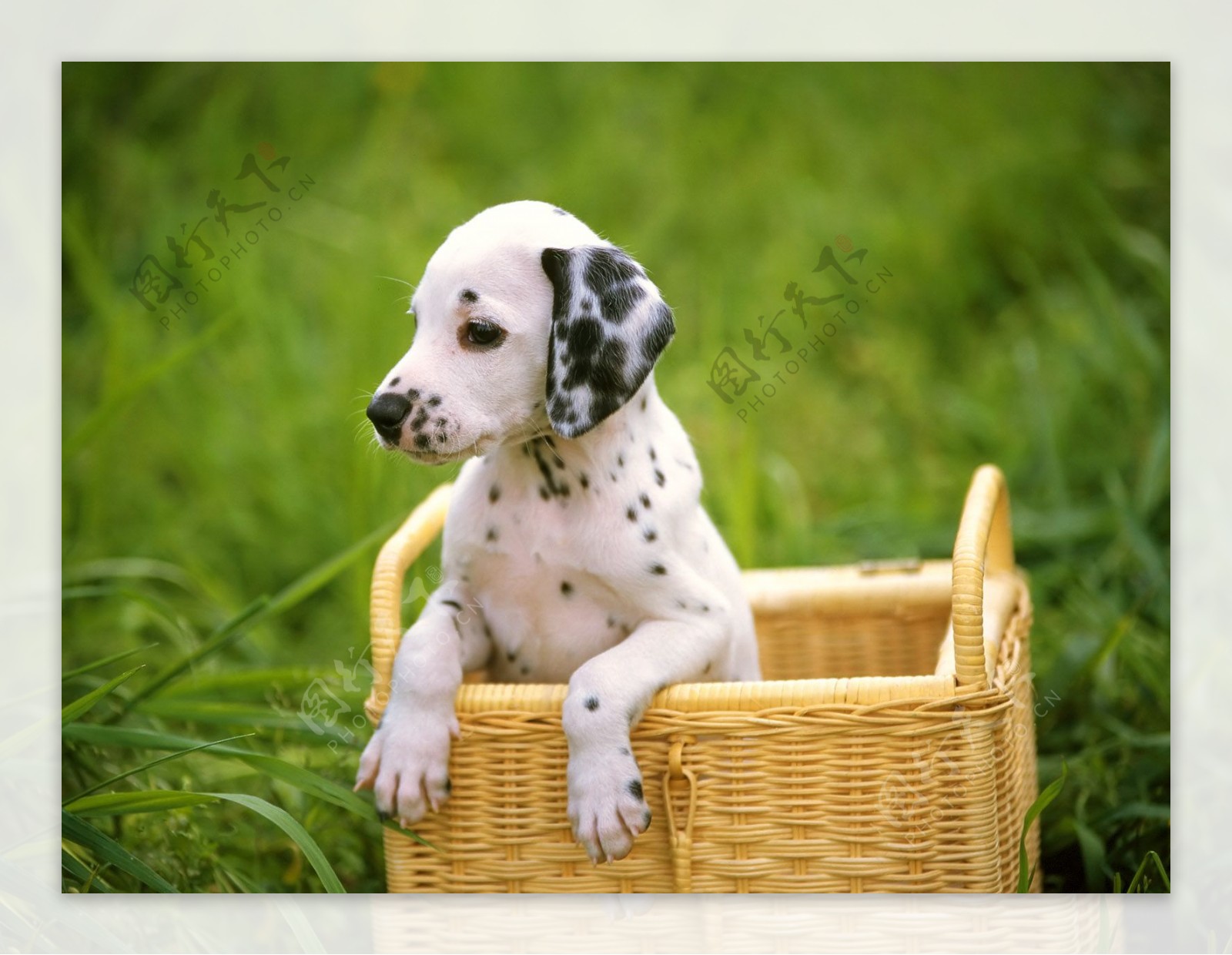 斑点狗狗图片
