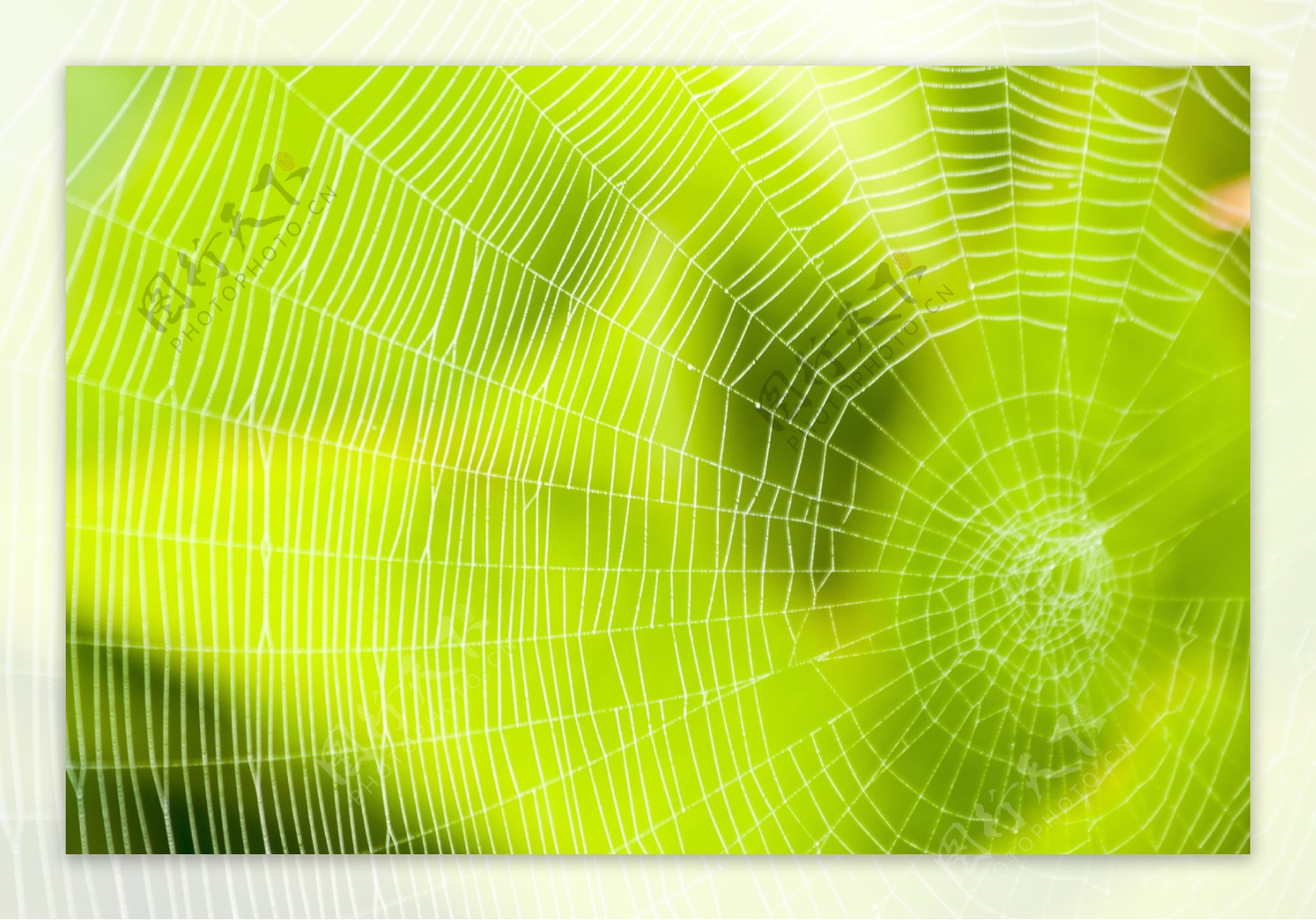 绿色蜘蛛网图片