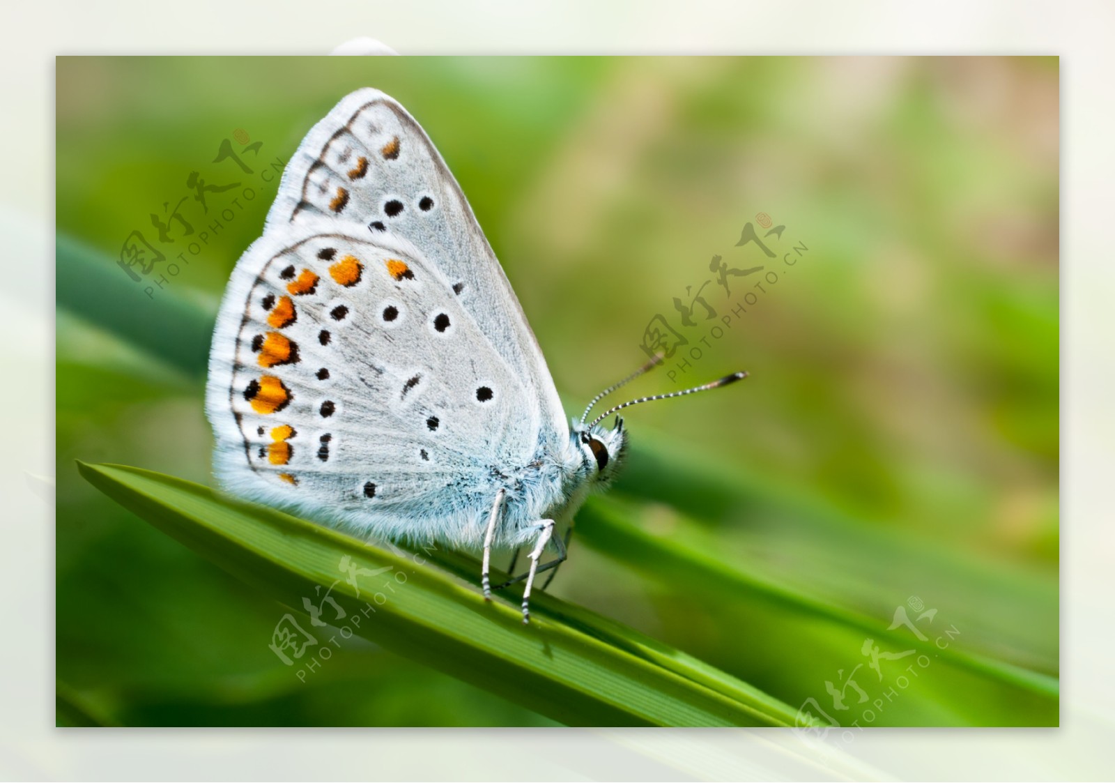 绿叶上的白蝴蝶图片