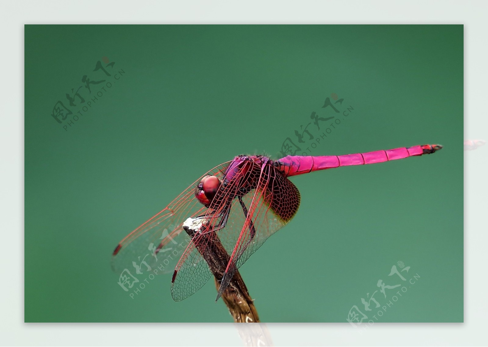 唯美红蜻蜓图片