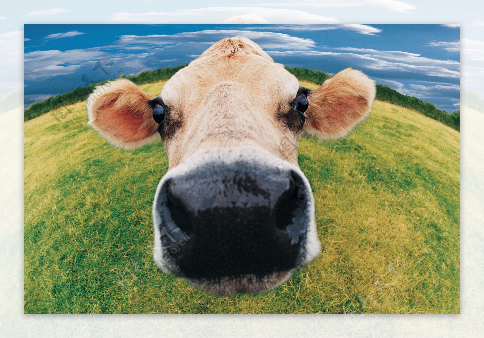 牛家畜牛动物图片