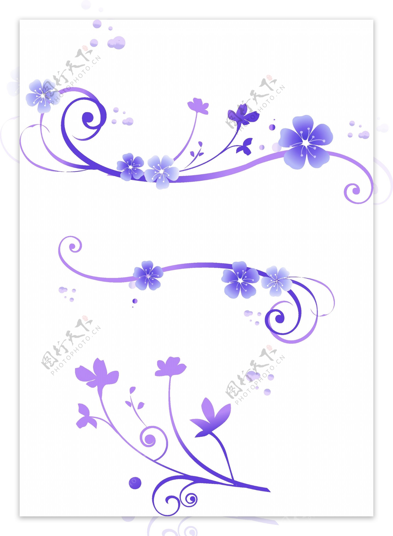 紫色花藤唯美