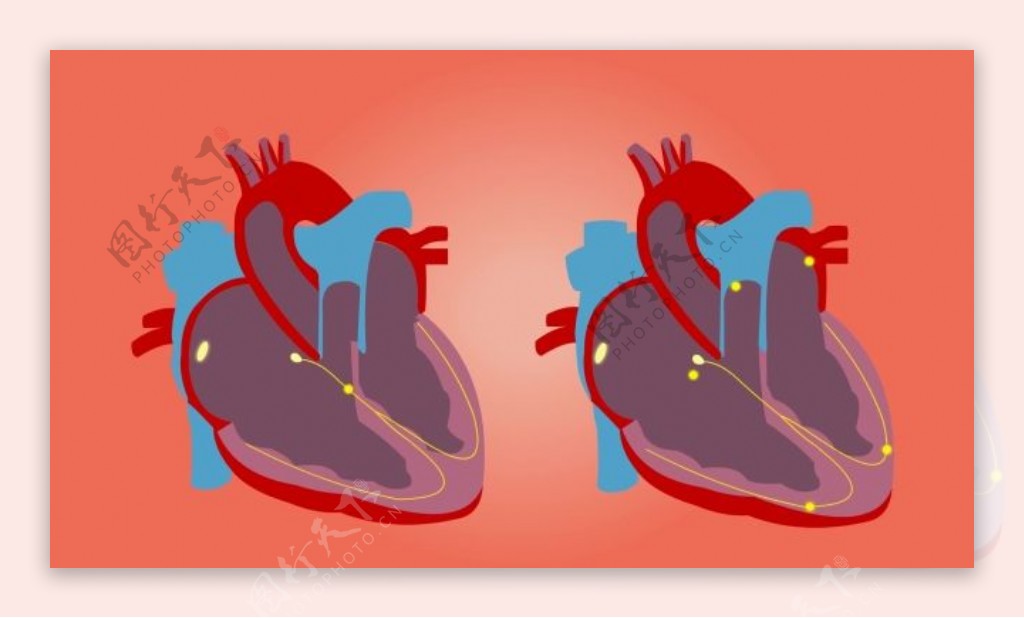 心脏器官视频讲解