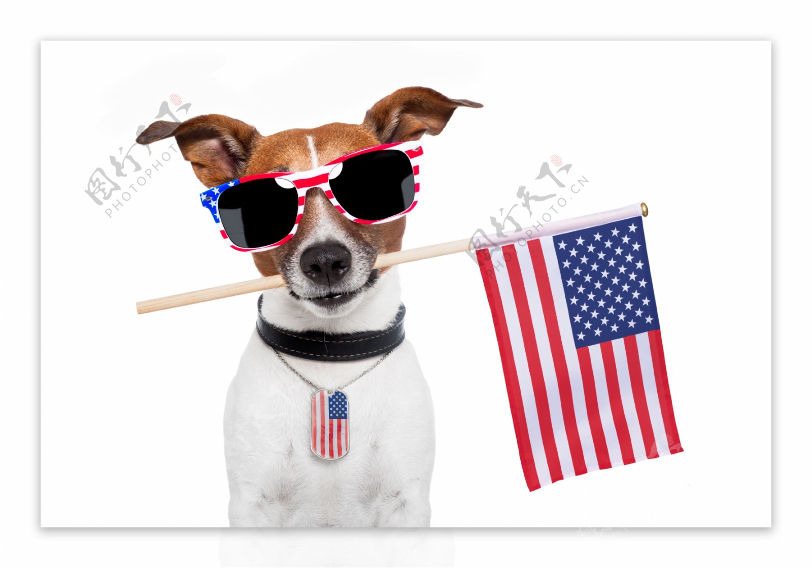 小狗与美国国旗图片