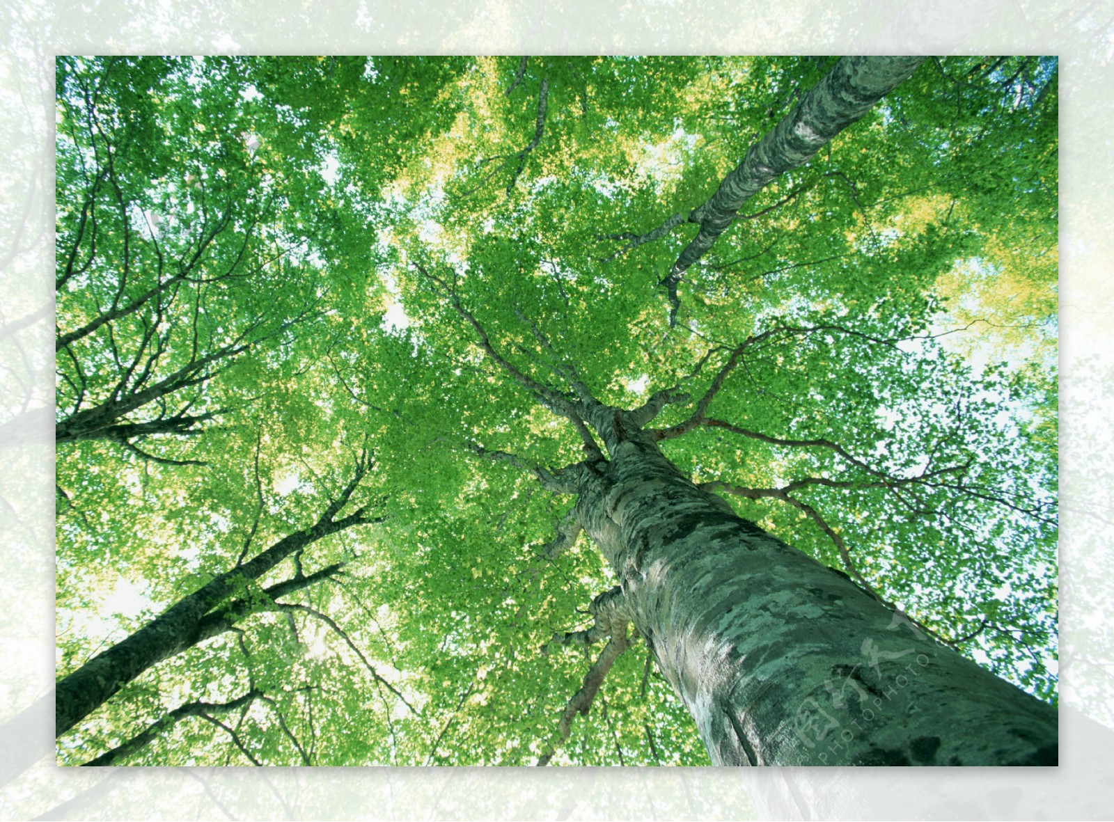 树林图片森林树木图片005
