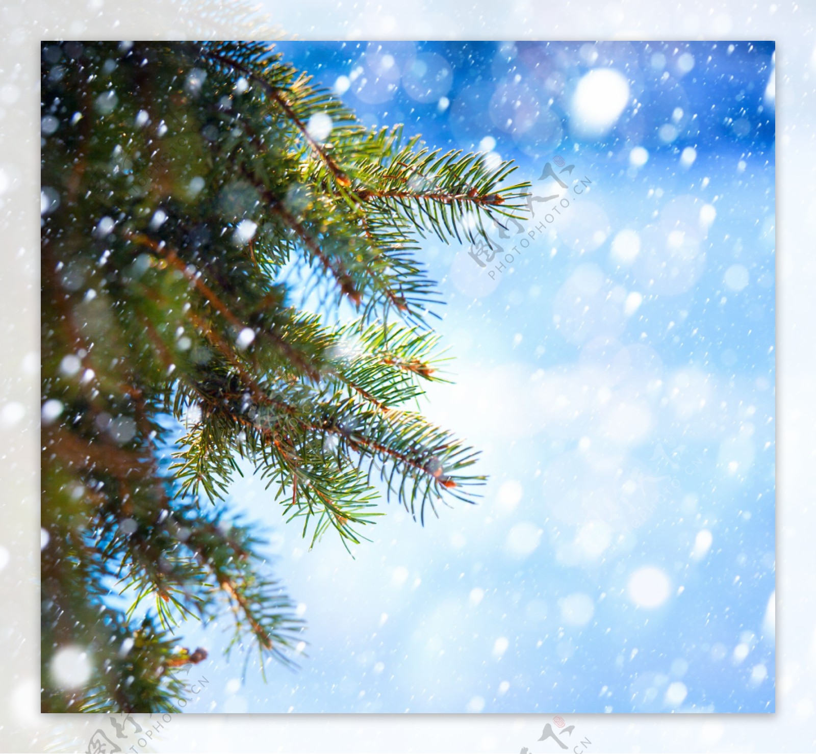圣诞树与雪花背景图片