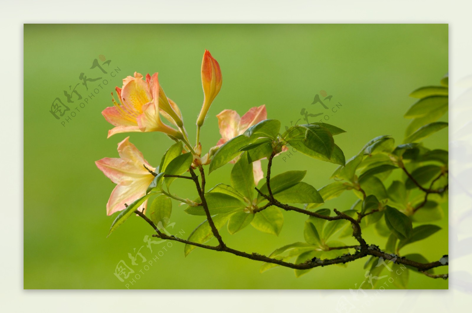 一枝独秀杜鹃花