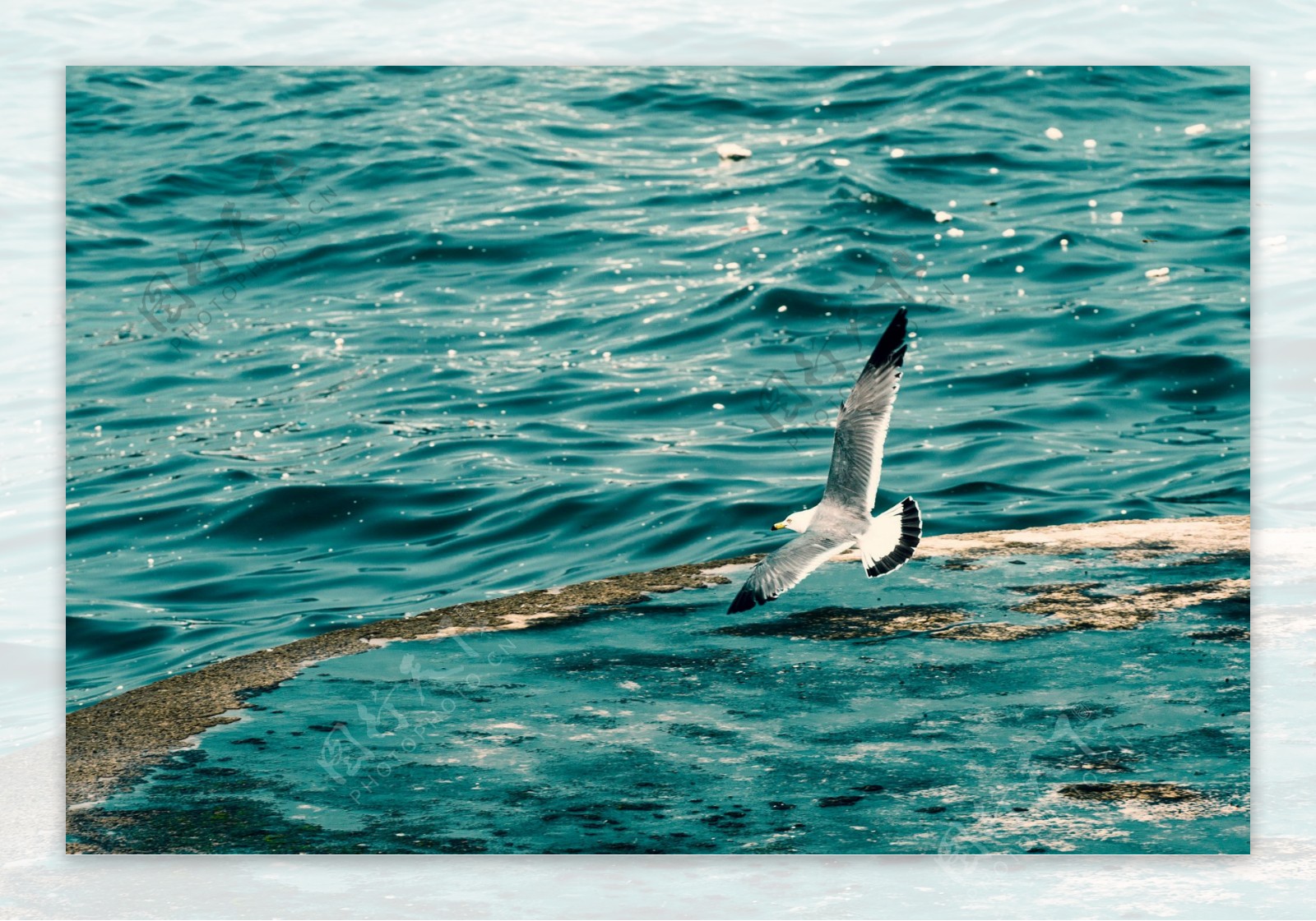 海上飞翔海鸥图片