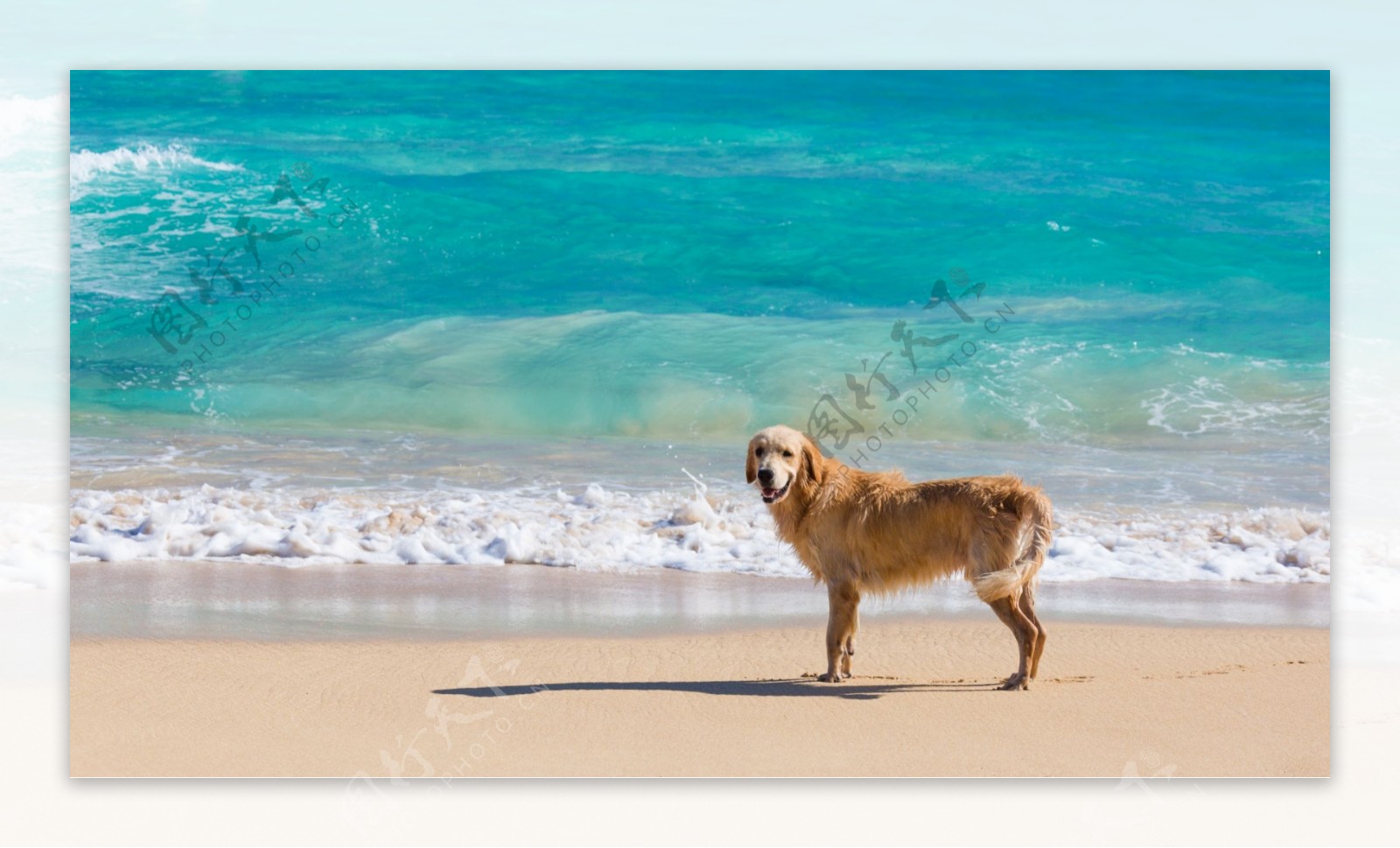 唯美海边小狗风景图片