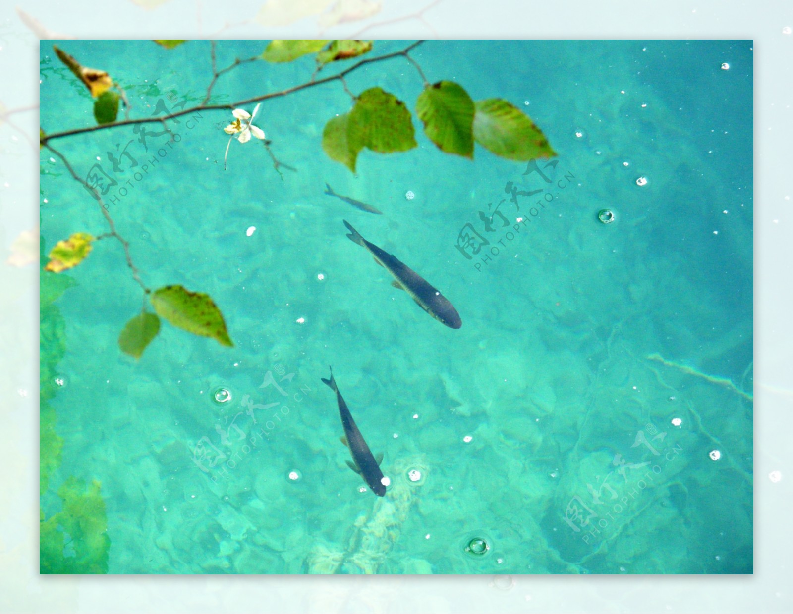 【淡水·觀賞】小型淡水觀賞魚 – TouPeenSeen部落格