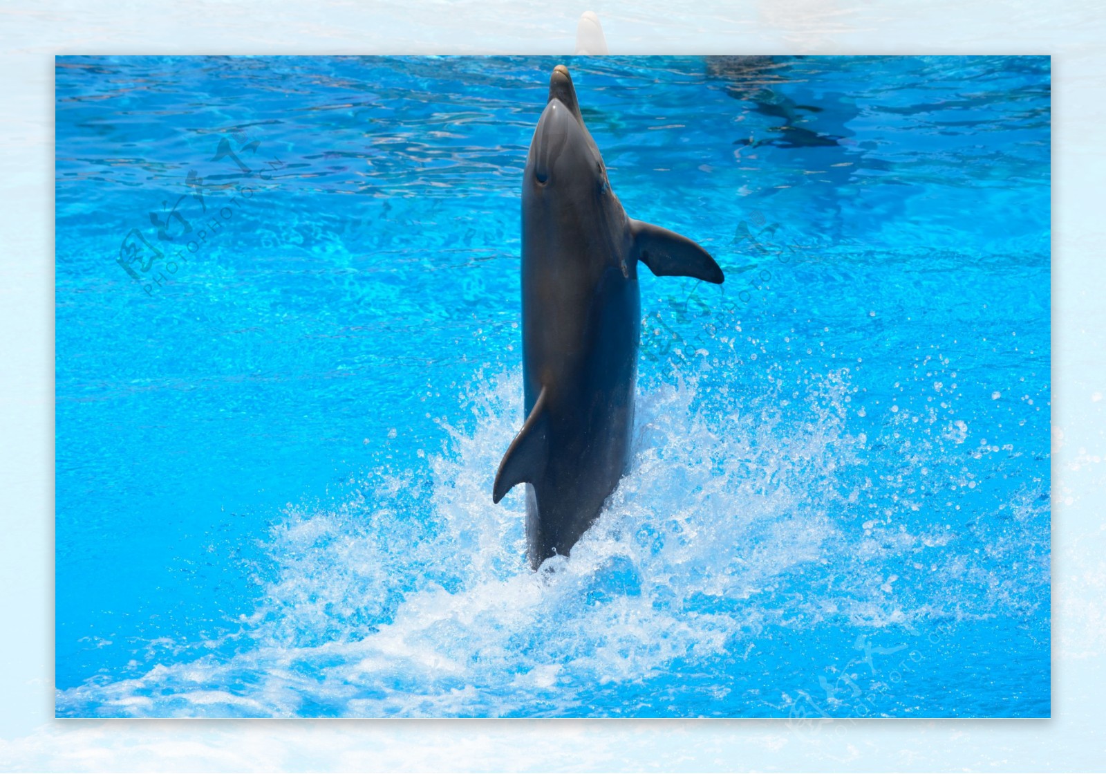 高清海豚表演图片