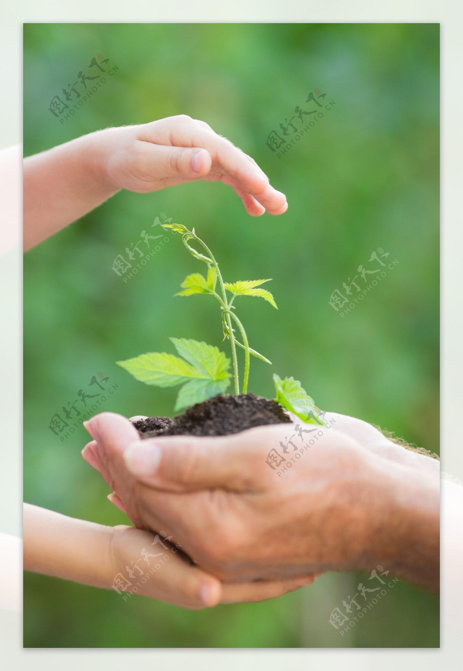 小手与绿色植物图片