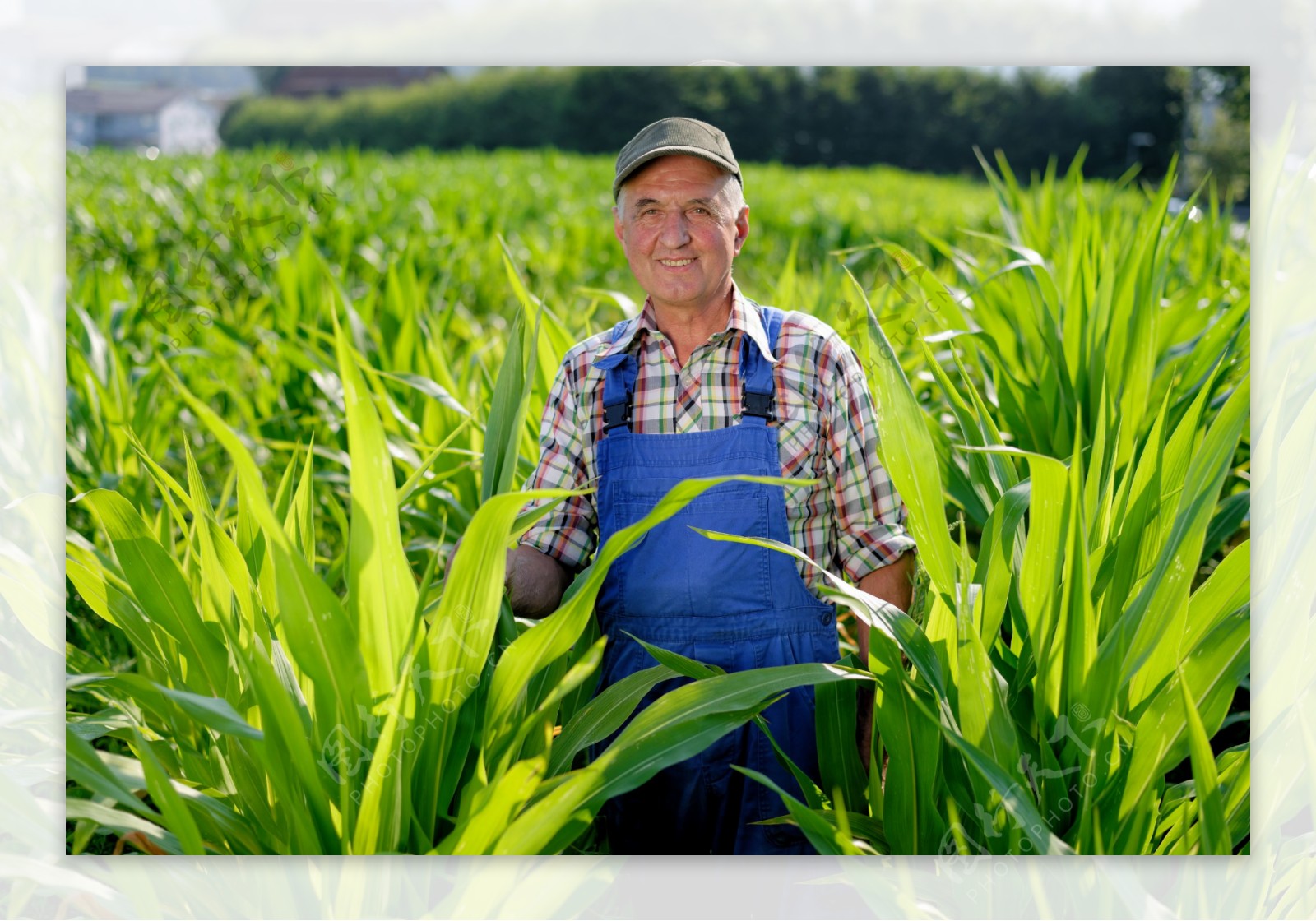 玉米地里的老年农民图片
