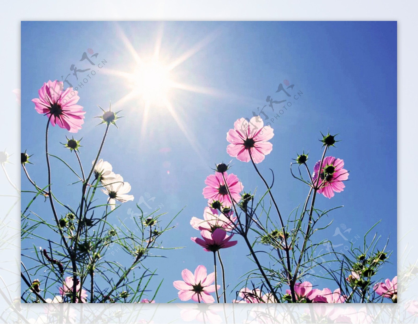 阳光下的雏菊花图片