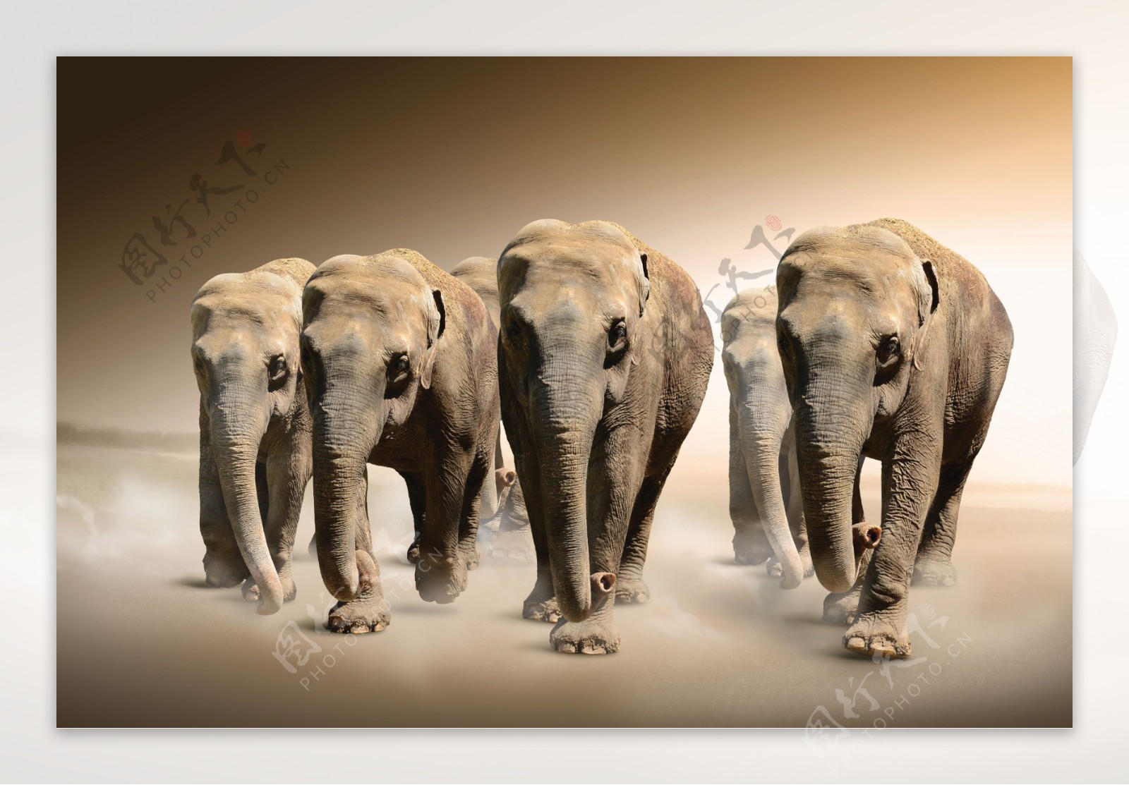 动物世界大象图片大全