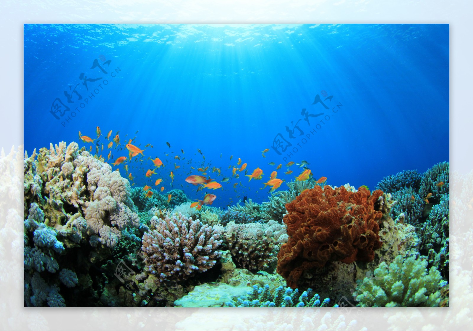 彩色海底世界风景图片