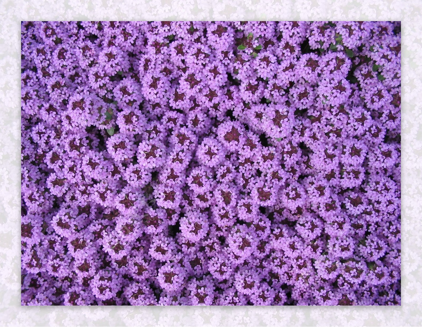 唯美紫色花图片