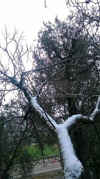 冬季的雪中树木