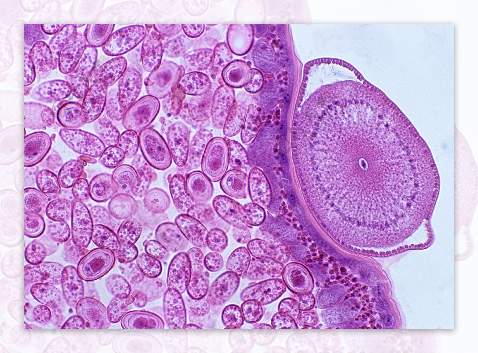 紫色细胞图案