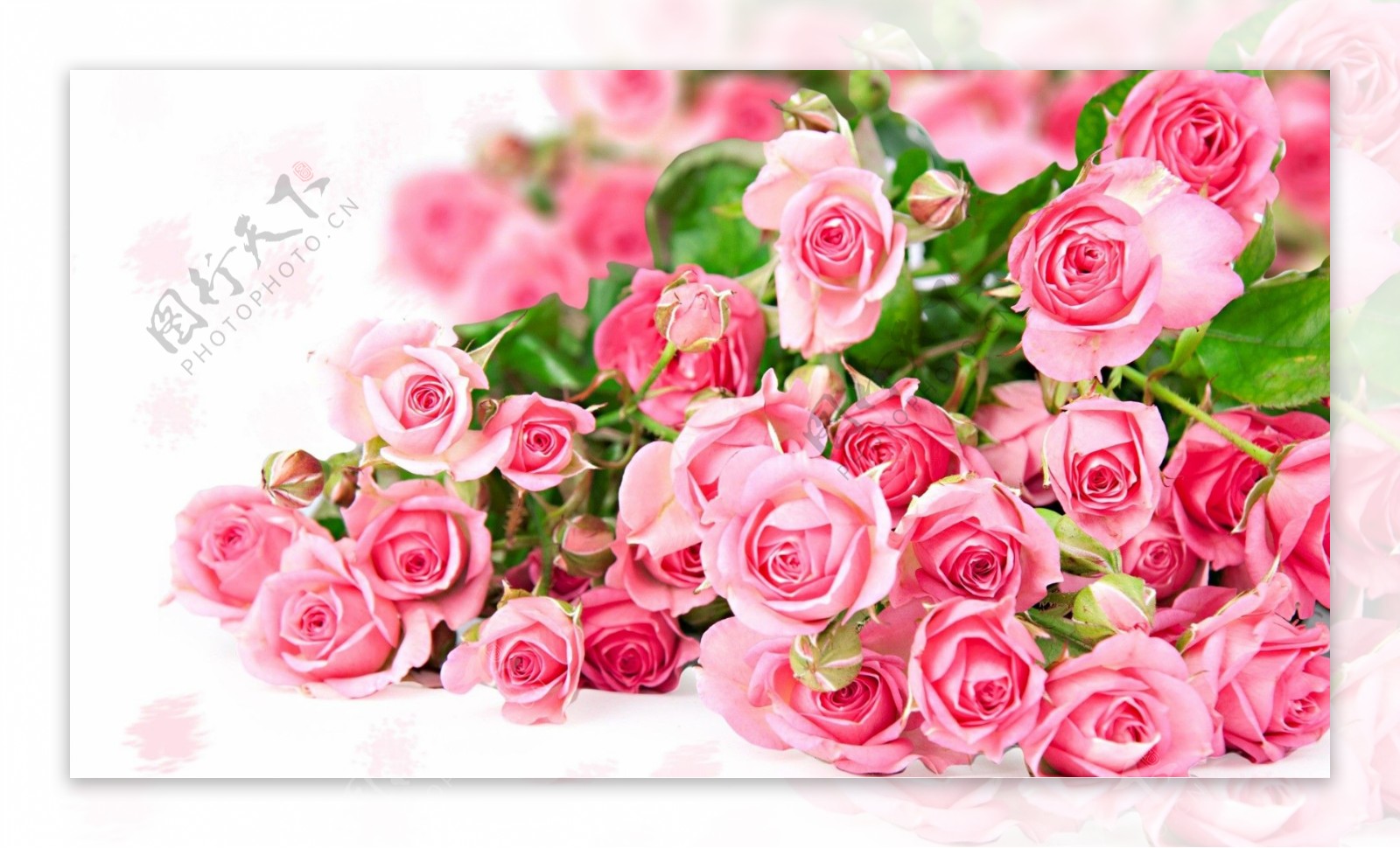 美丽的粉色玫瑰花图片素材-编号26509623-图行天下