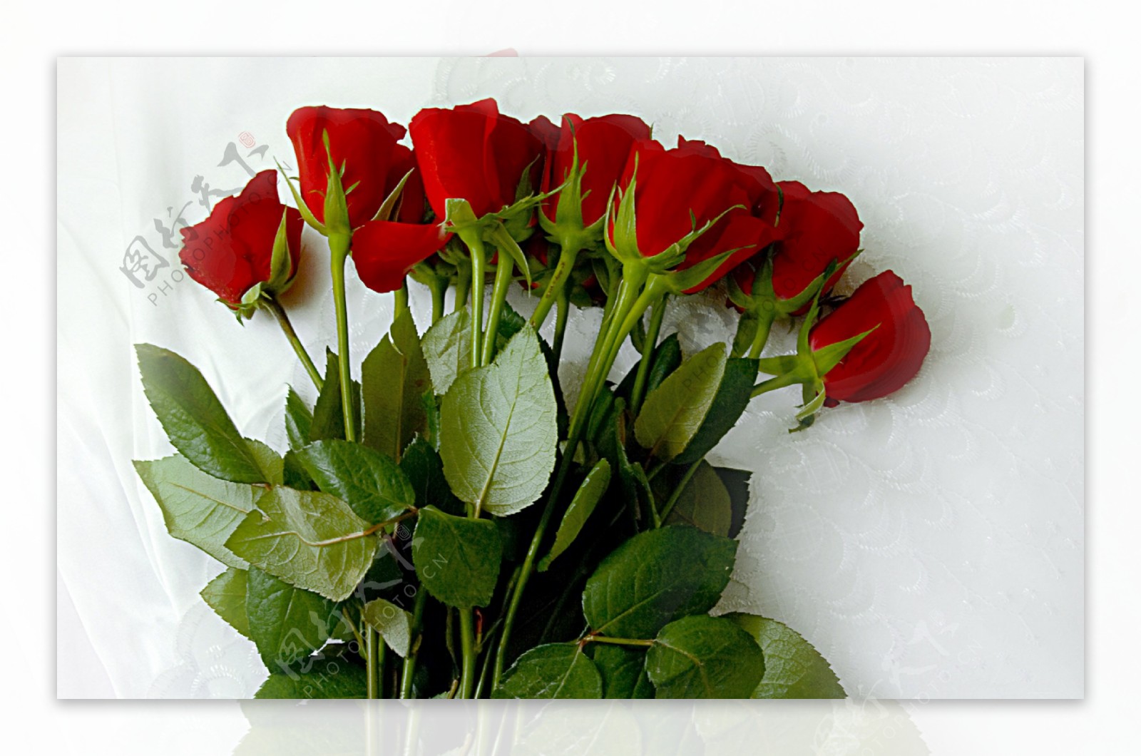 娇艳红色玫瑰花图片