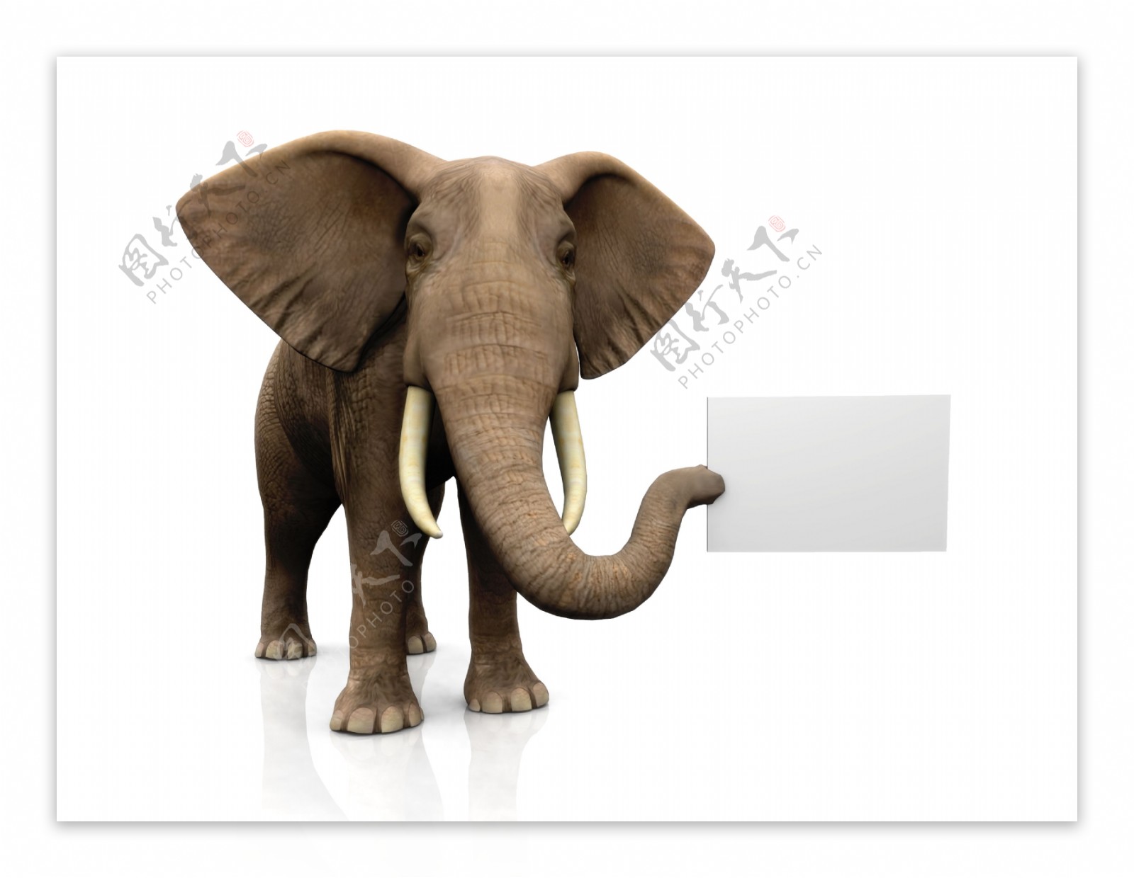 大象拿着空白纸板图片
