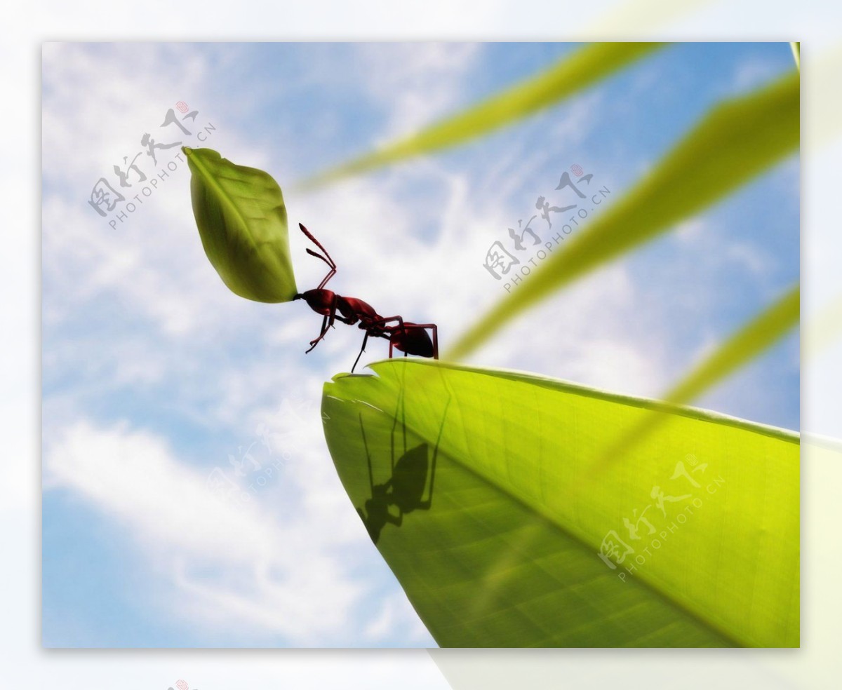 树叶上的蚂蚁图片
