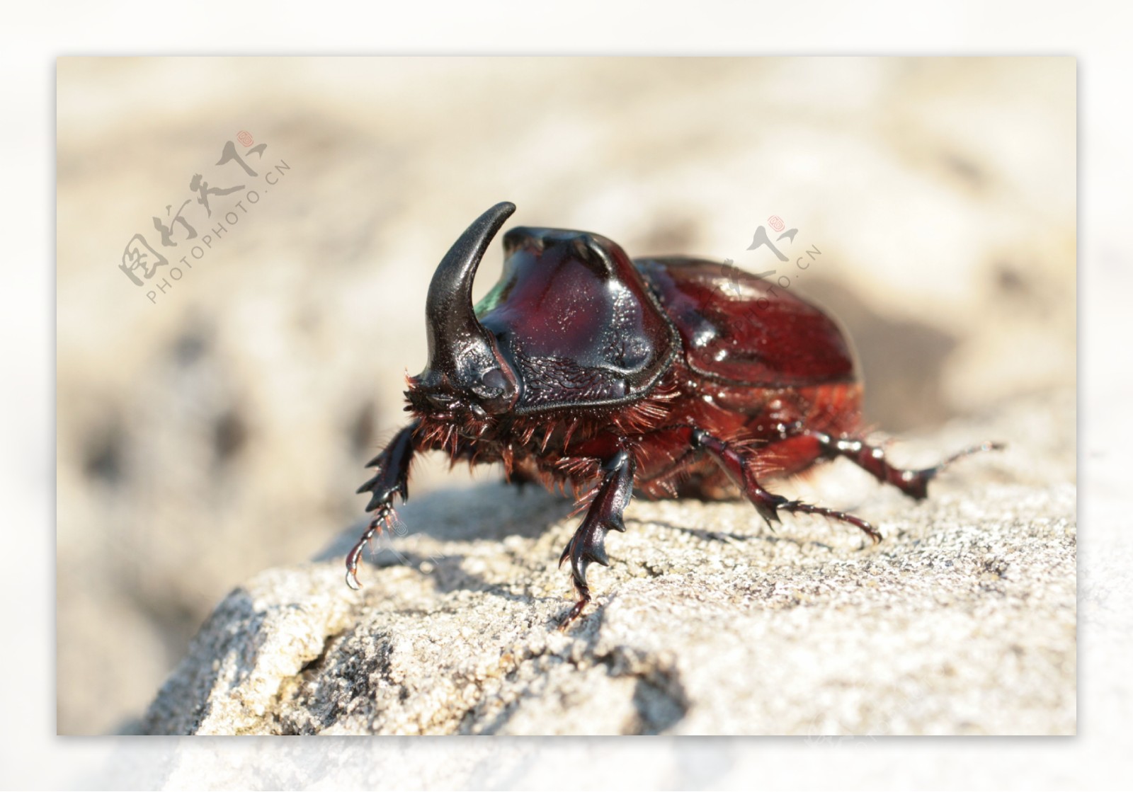 高清犀牛甲虫图片