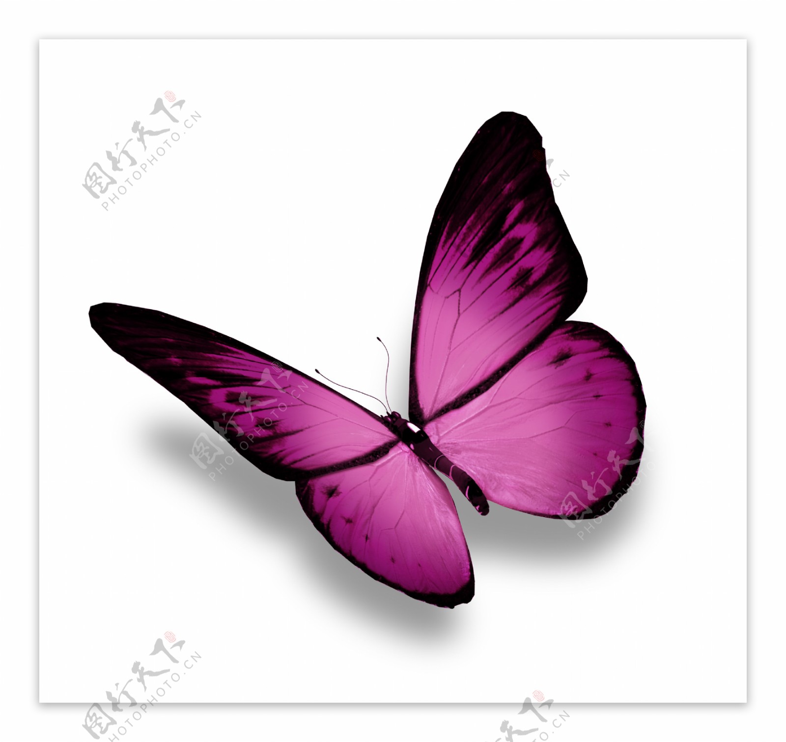 美丽紫色蝴蝶