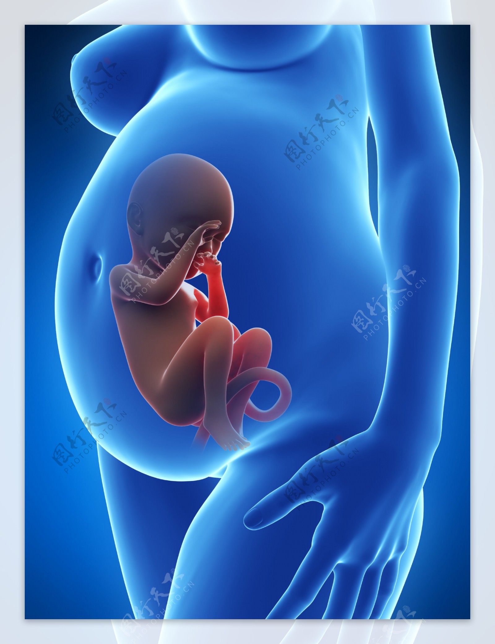 孕周胎儿发育对照图-图库-五毛网