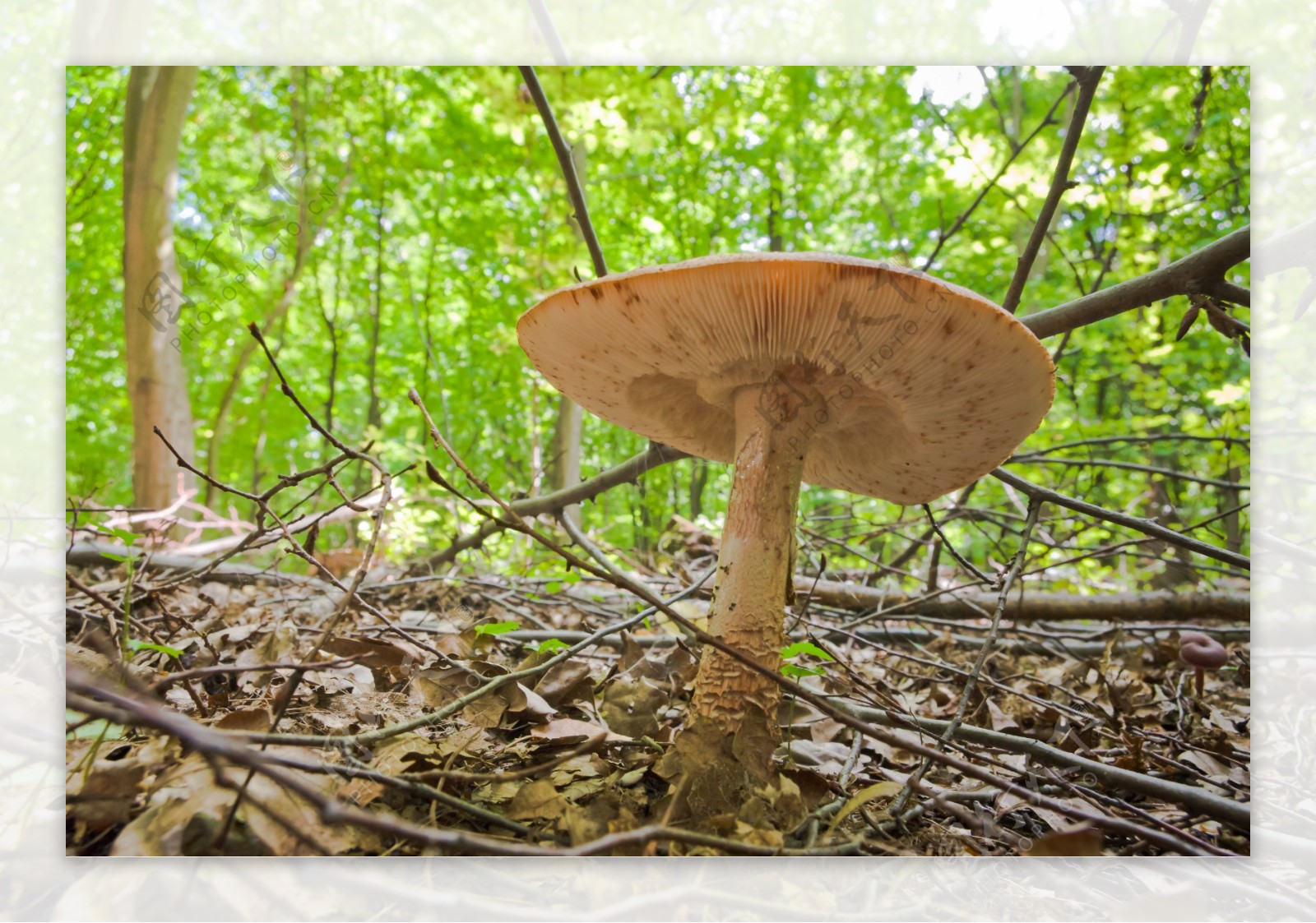 树林中的蘑菇图片
