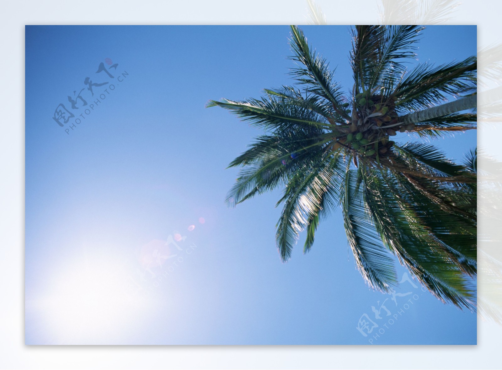 阳光下椰树图片