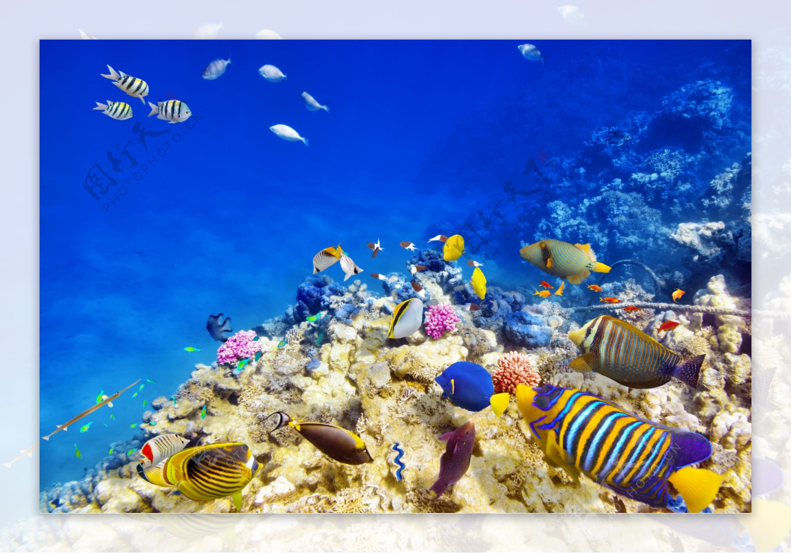 海底鱼与珊瑚图片